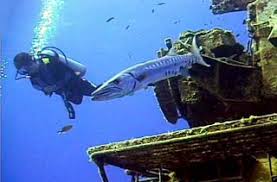 Image result for Dive Barracuda