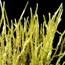 Attēlu rezultāti vaicājumam “Straminergon stramineum”