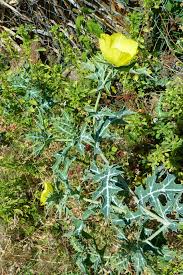 Attēlu rezultāti vaicājumam “Papaver argemone leaf”