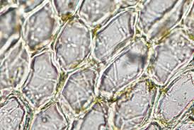 Attēlu rezultāti vaicājumam “Eurhynchiastrum pulchellum macro”