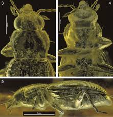 Attēlu rezultāti vaicājumam “Bembidion sp.”