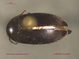 Attēlu rezultāti vaicājumam “Tetratomidae”