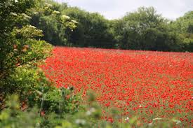 Attēlu rezultāti vaicājumam “Chenopodium polyspermum var. acutifolium flower”