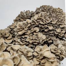 Attēlu rezultāti vaicājumam “Grifola frondosa”