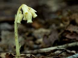 Attēlu rezultāti vaicājumam “Monotropa hypopitys”