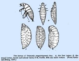 Attēlu rezultāti vaicājumam “Meloe sp. larva”