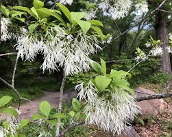 Attēlu rezultāti vaicājumam “Chionanthus virginicus flower”