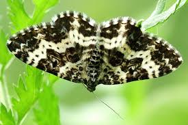 Attēlu rezultāti vaicājumam “Epirrhoe”