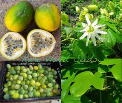 Attēlu rezultāti vaicājumam “Schoenus ferrugineus fruit”