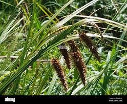 Attēlu rezultāti vaicājumam “Carex pseudocyperus”