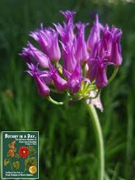 Attēlu rezultāti vaicājumam “Amarillidaceae”