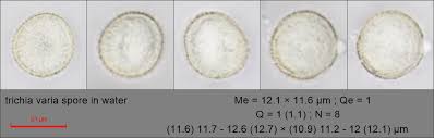 Attēlu rezultāti vaicājumam “Trichia varia spores”