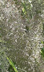 Attēlu rezultāti vaicājumam “Calamagrostis arundinacea leaf”