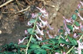 Attēlu rezultāti vaicājumam “Corydalis solida flower”
