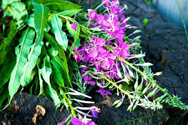 Attēlu rezultāti vaicājumam “Salix pentandra flower”