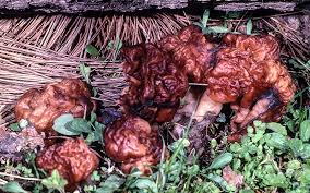 Attēlu rezultāti vaicājumam “Gyromitra esculenta”
