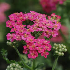 Attēlu rezultāti vaicājumam “Achillea millefolium flower”