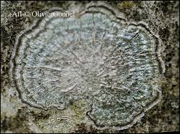 Attēlu rezultāti vaicājumam “Pertusaria albescens”