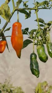 Afbeeldingsresultaat voor aji habanero hot pepper