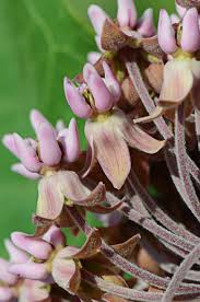 Attēlu rezultāti vaicājumam “Asclepiadaceae”