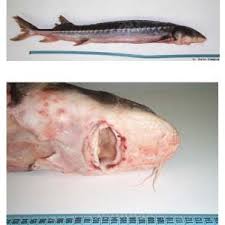Image result for Acipenser transmontanus
