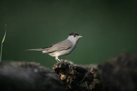 Attēlu rezultāti vaicājumam “Sylvia atricapilla male”