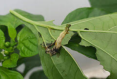 Attēlu rezultāti vaicājumam “Mamestra brassicae larva”