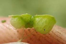 Attēlu rezultāti vaicājumam “Lemna gibba”