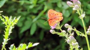 Attēlu rezultāti vaicājumam “Argynnis paphia larva”