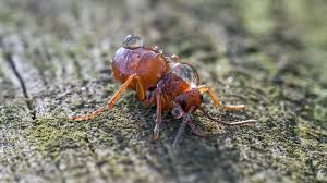 Attēlu rezultāti vaicājumam “Biorhiza pallida”