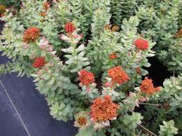 Attēlu rezultāti vaicājumam “Rhodiola rosea”