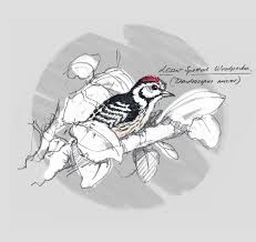 Attēlu rezultāti vaicājumam “Dendrocopos medius adult”