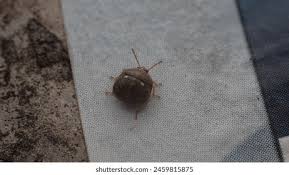 Attēlu rezultāti vaicājumam “Cribraria cancellata young”