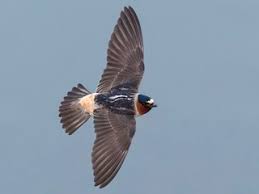 Image result for Plymouth Swallows Gc