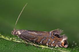 Attēlu rezultāti vaicājumam “Glyphipterigidae”