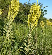 Image result for Königskerzen