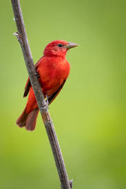 Image result for Piranga rubra