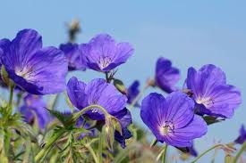 Image result for Geranium `Sandrine`