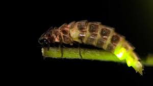 Attēlu rezultāti vaicājumam “Lampyris noctiluca”