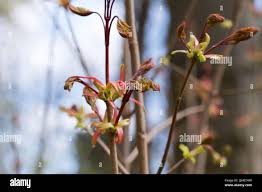 Attēlu rezultāti vaicājumam “Acer negundo bud”