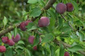 Attēlu rezultāti vaicājumam “Prunus cerasifera fruit”