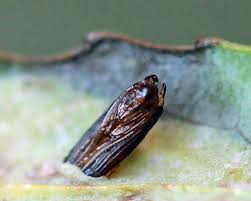 Attēlu rezultāti vaicājumam “Phyllonorycter sp.”