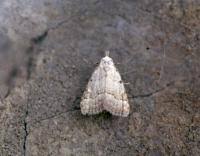 Attēlu rezultāti vaicājumam “Nola aerugula”