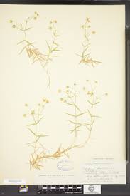 Attēlu rezultāti vaicājumam “Stellaria holostea”