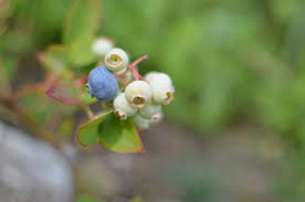 Attēlu rezultāti vaicājumam “Vaccinium vitis-idaea bud”