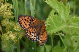 Attēlu rezultāti vaicājumam “Brenthis ino upperside”