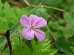 Attēlu rezultāti vaicājumam “Geranium robertianum flower”
