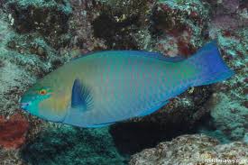 Image result for Scarus fuscopurpureus