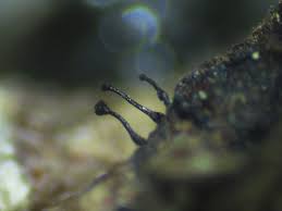 Attēlu rezultāti vaicājumam “Amaurochaete fusiformis macro”