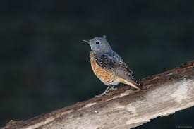 Image result for Monticola saxatilis